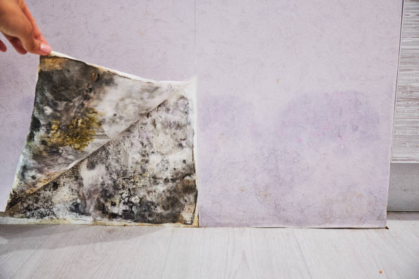Best Insurance-Related Mold Remediation in Beresford, SD